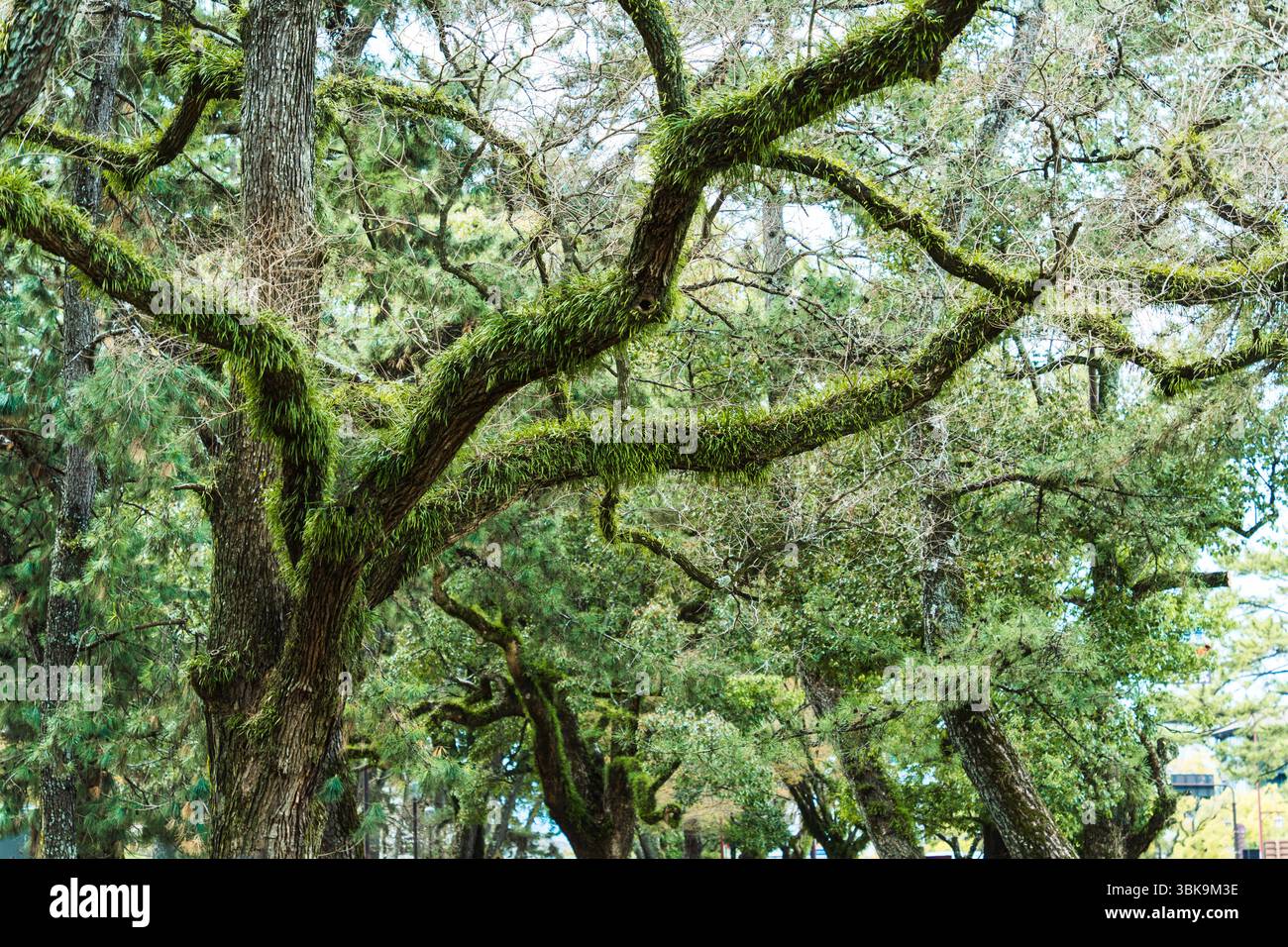 Vert luxuriant Live Oak poussant avec une branche tentaculaire avec une épiphyte verte vibrante dans une forêt dense Banque D'Images