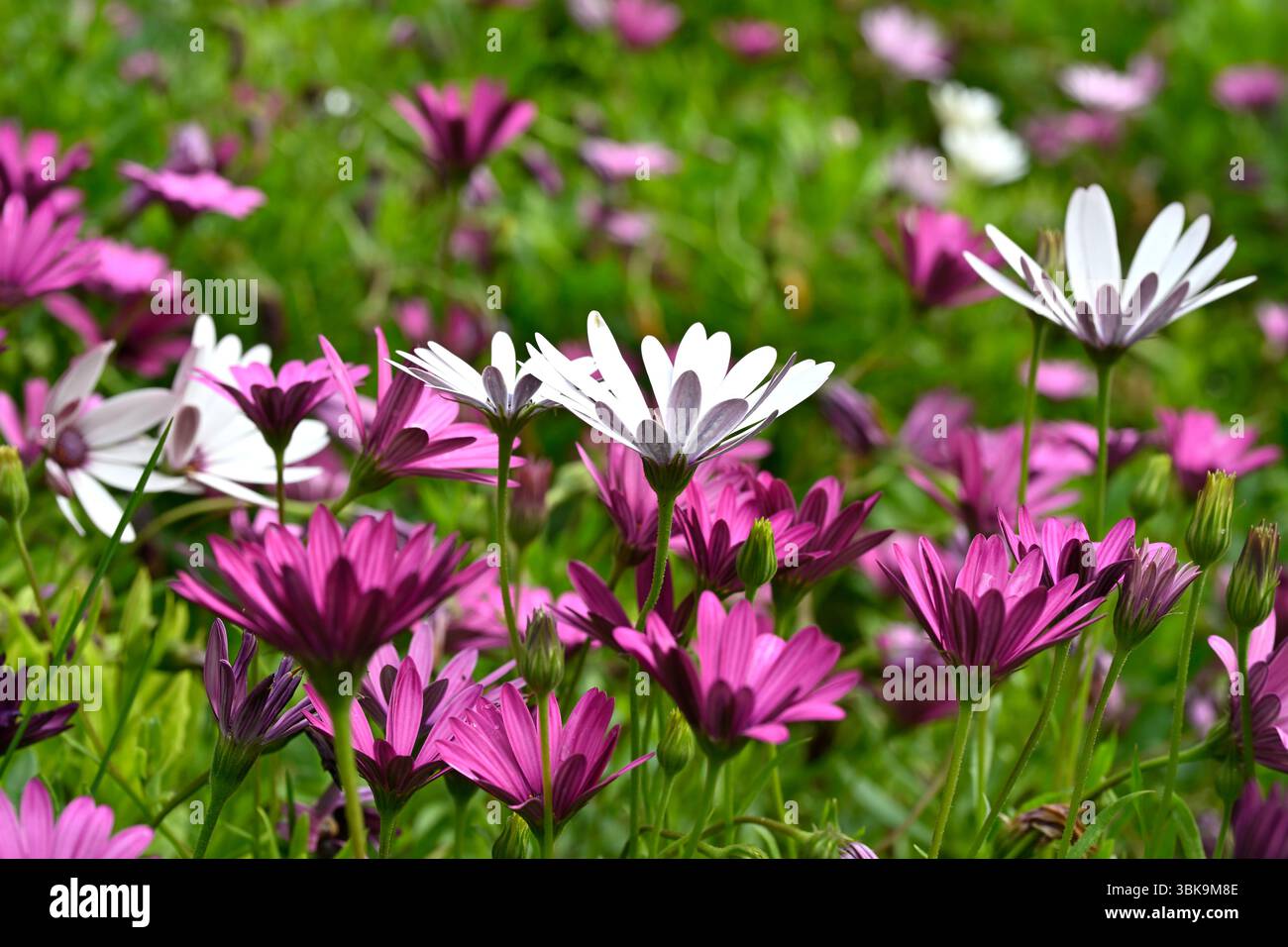 Vif magenta et blanc exposition printanière de fleurs mixtes Osteospermum Malaga, Espagne avril Banque D'Images