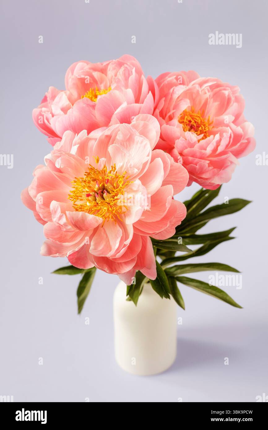 Trois pivoines semi-doubles roses dans un vase blanc, nature morte de fleur Banque D'Images