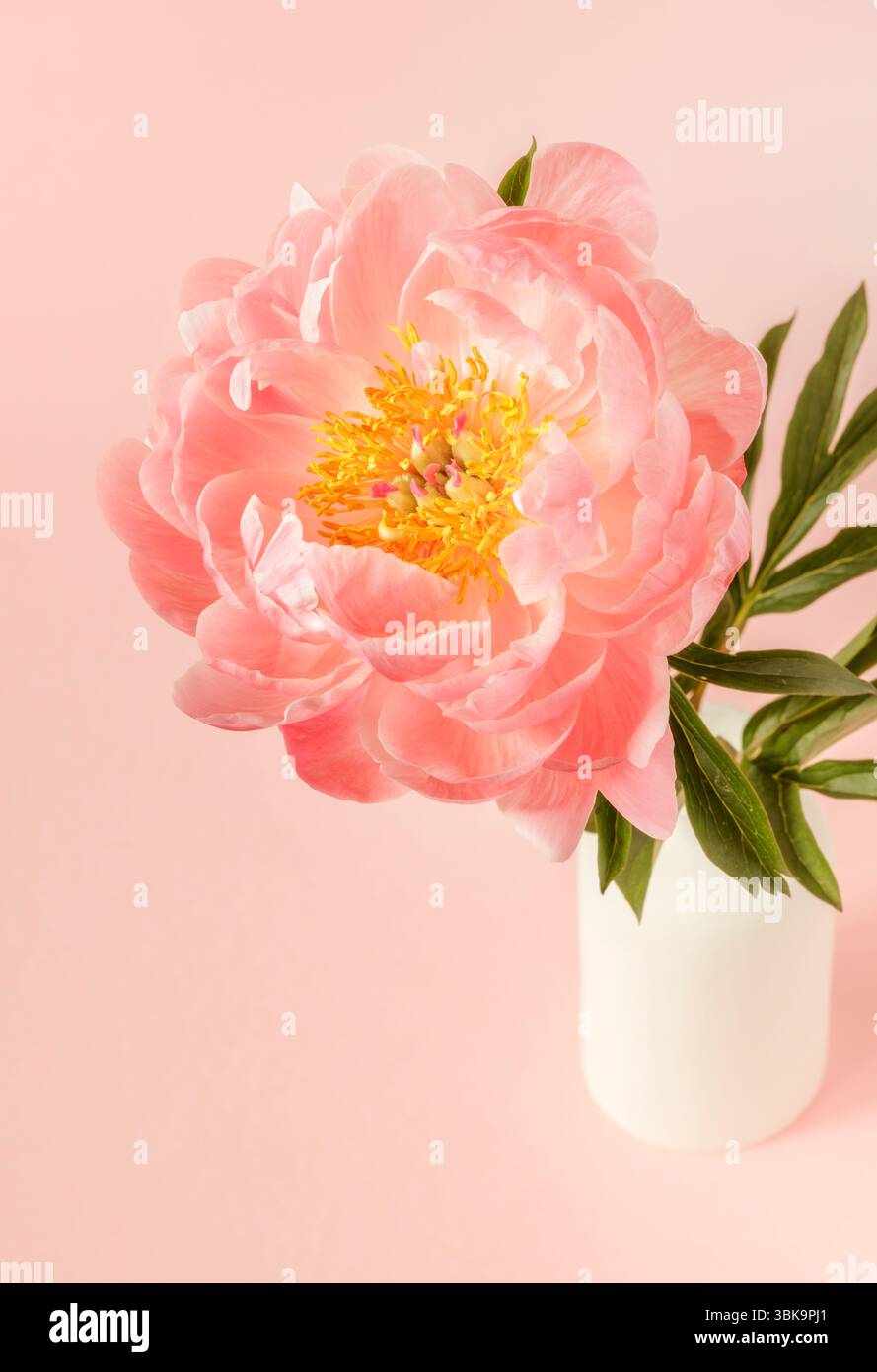 Pivoine rose dans un vase blanc sur fond rose plan Banque D'Images
