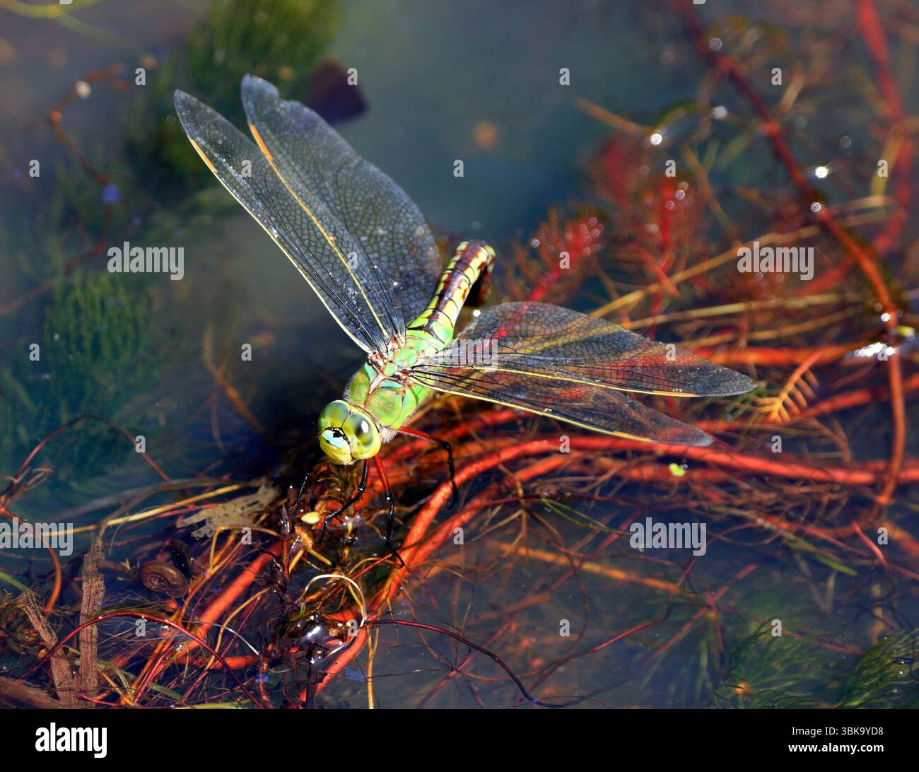 Libellule Hawker du Sud Aeshna cyanea, pondant des œufs, parc régional de Cosmeston Lakes, Penarth, Vale of Glamorgan, pays de Galles du Sud. Banque D'Images