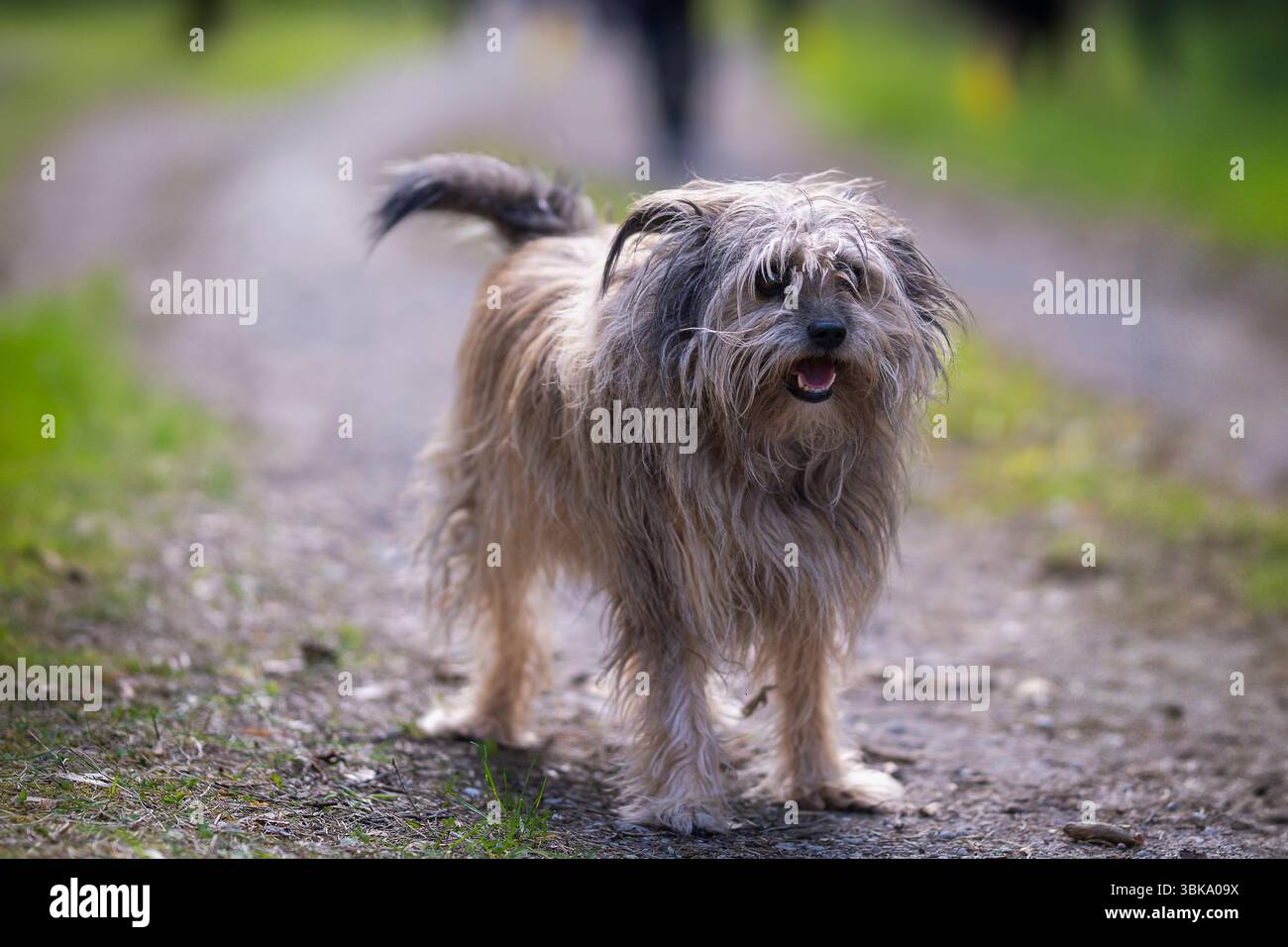 Gros plan détaillé d'un berger pyrénéen à poil long (Canis lupus F. familiaris). Chien de berger pyrénéen en plein air dans la nature. Banque D'Images