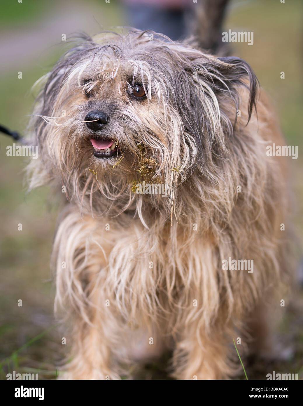 Gros plan détaillé d'un berger pyrénéen à poil long (Canis lupus F. familiaris). Chien de berger pyrénéen en plein air dans la nature. Banque D'Images