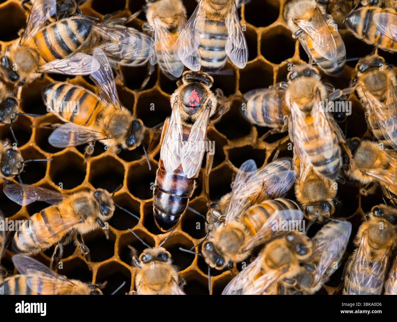 Une abeille de reine foncée marquée d'un point rouge sur le peigne de cire d'abeille, entourée d'abeilles ouvrières Banque D'Images