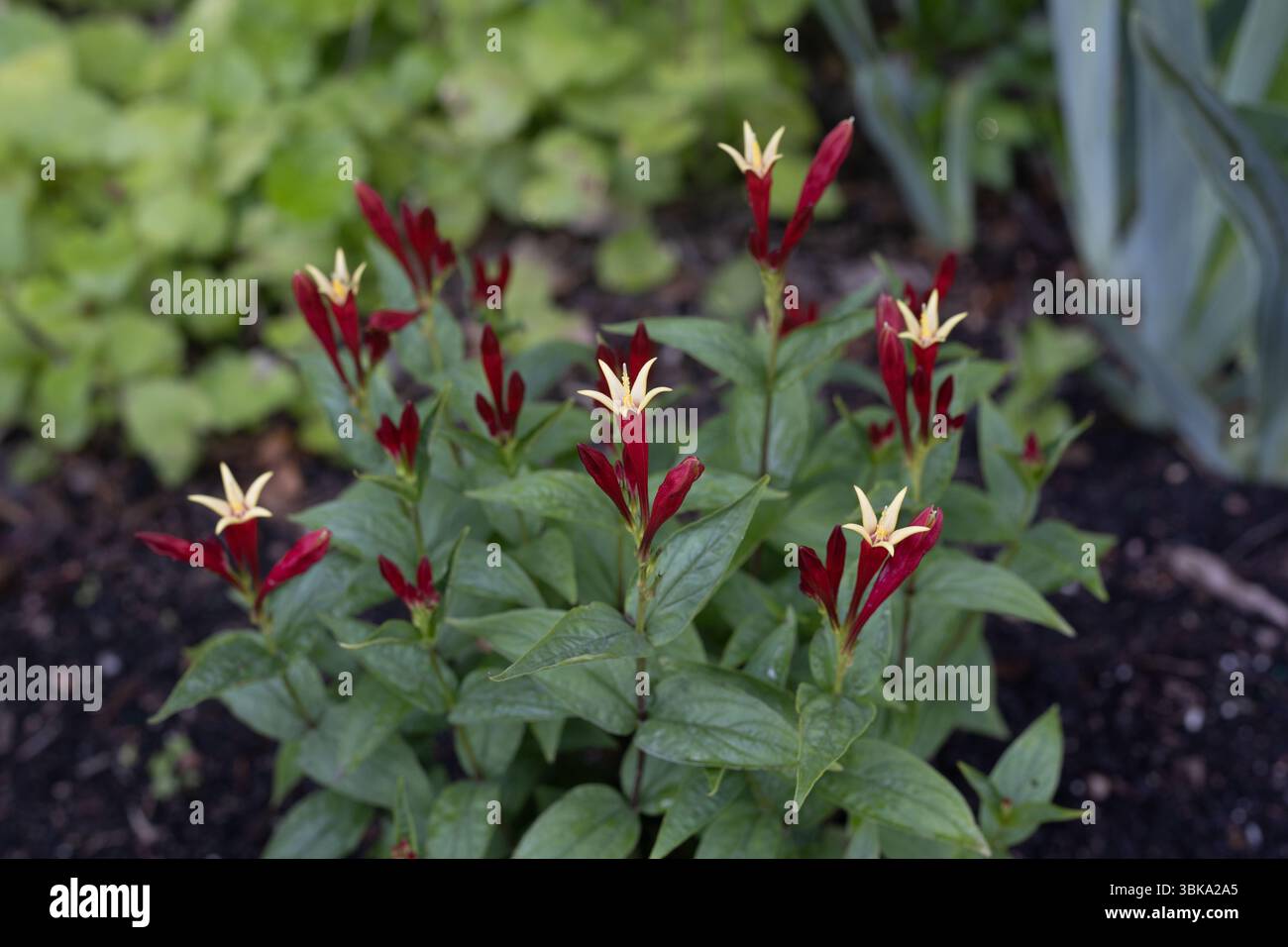 Fleurs Spigelia marilandica 'tranches de pomme'. Banque D'Images