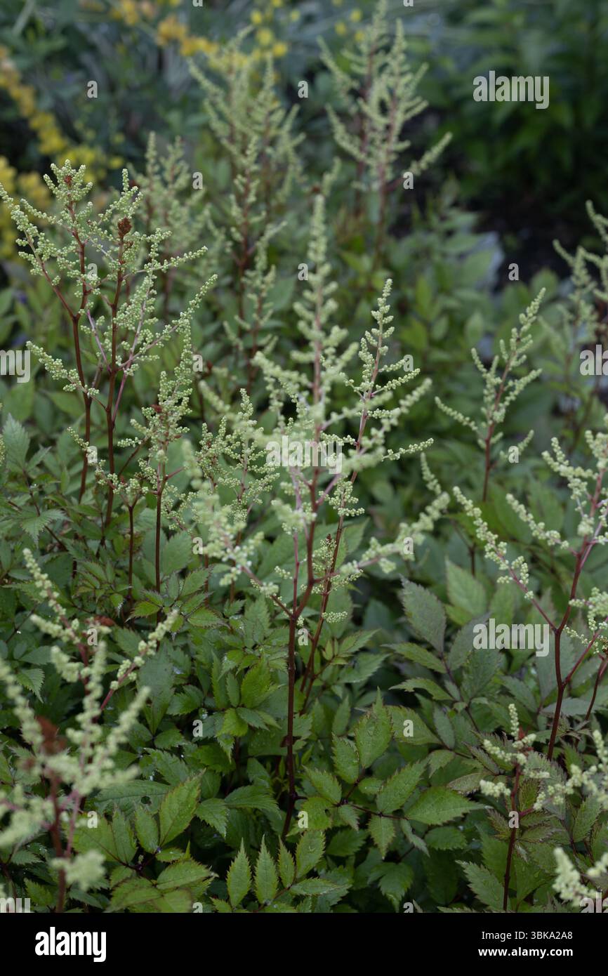 Astilbe x arendsii 'Ellie' hybride astilbe. Banque D'Images