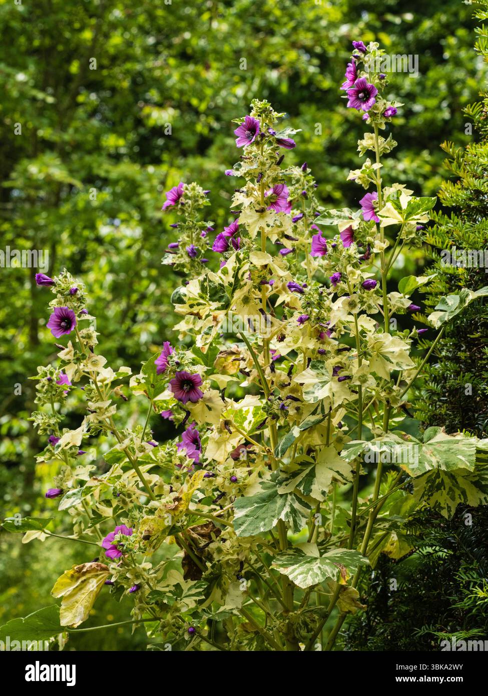 Fleurs d'été et feuillage panaché de la mauve pérenne buisseuse, rustique et biennale à courte durée de vie, Malva arborea 'variegata' Banque D'Images
