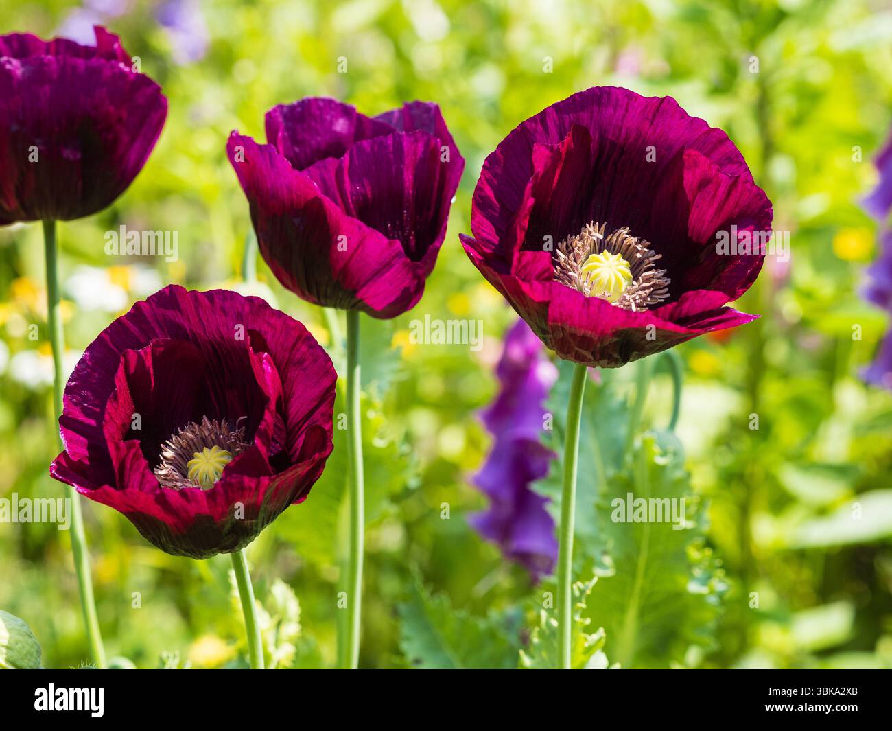Fleurs violettes prunes du pavot à opium annuel ornemental rustique, Papaver somniferum 'Lauren's Grape' Banque D'Images