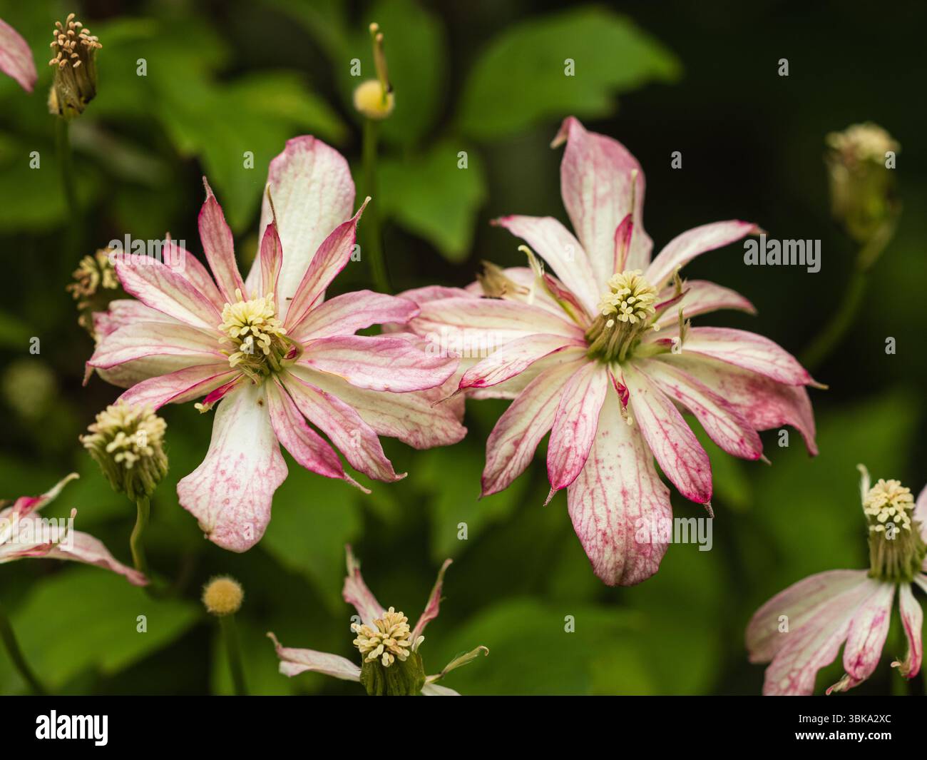 Rose et blanc début d'été semi-doubles fleurs du grimpeur robuste, Clematis montana 'Marjorie' Banque D'Images