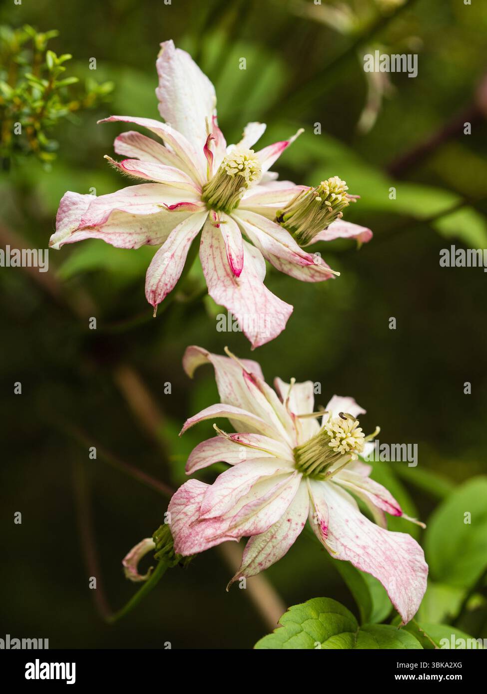 Rose et blanc début d'été semi-doubles fleurs du grimpeur robuste, Clematis montana 'Marjorie' Banque D'Images