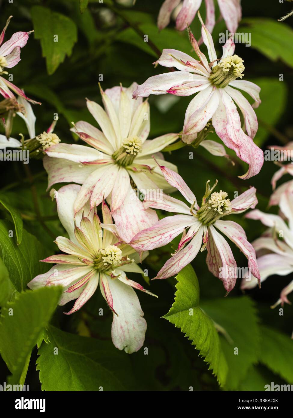 Rose et blanc début d'été semi-doubles fleurs du grimpeur robuste, Clematis montana 'Marjorie' Banque D'Images