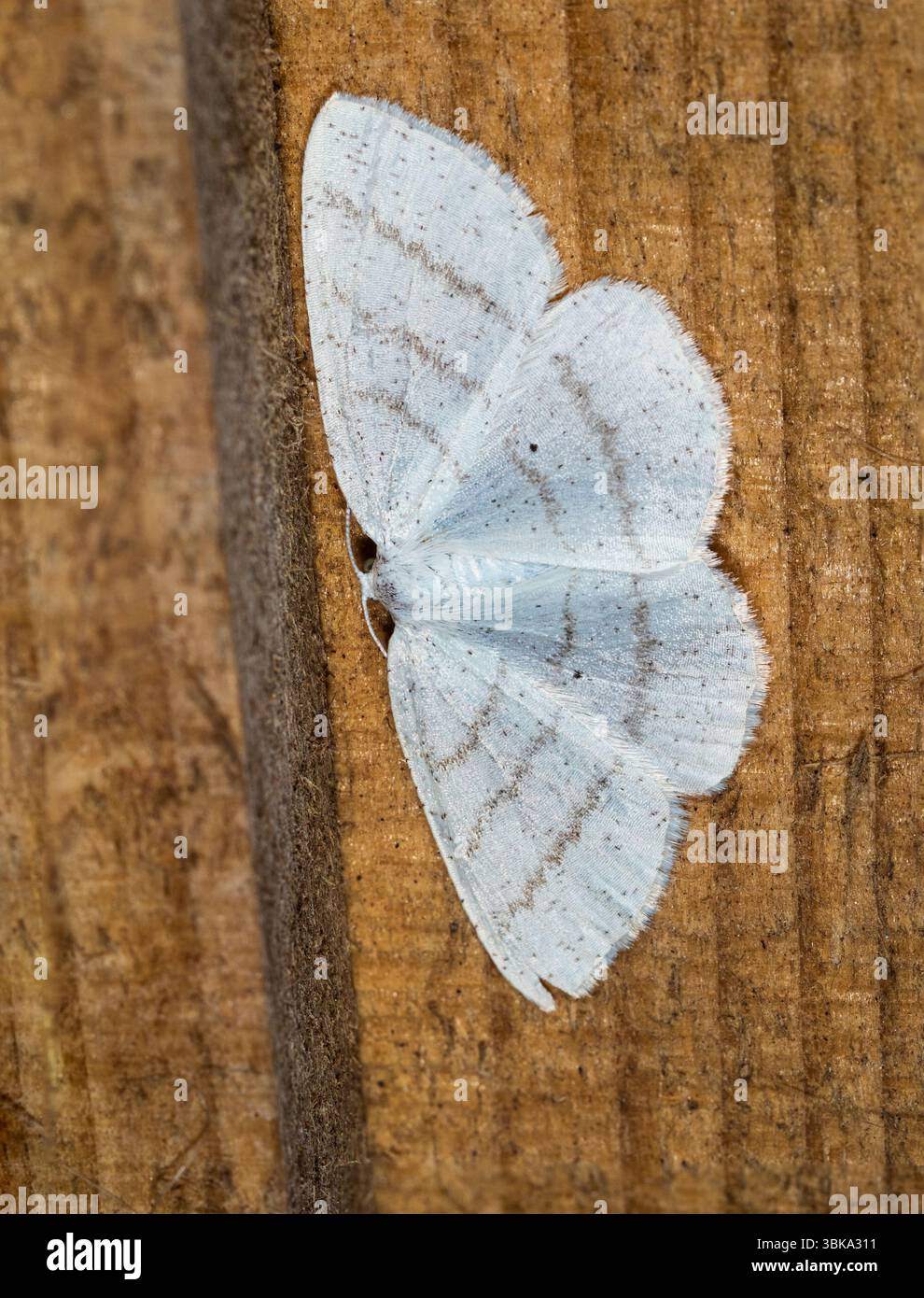 UK adulte Cabera pusaria, papillon de nuit de vague blanche commune, un visiteur de jardin volant d'été en posture de repos Banque D'Images