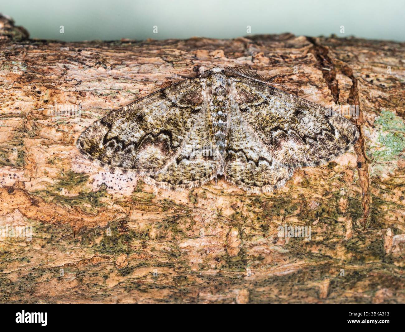Adulte Royaume-Uni Brussels Lace Moth, Cleorodes lichenaria, un visiteur de jardin volant smmer Banque D'Images Adulte Royaume-Uni Brussels Lace Moth, Cleorodes lichenaria, un visiteur de jardin volant smmer Banque D'Images