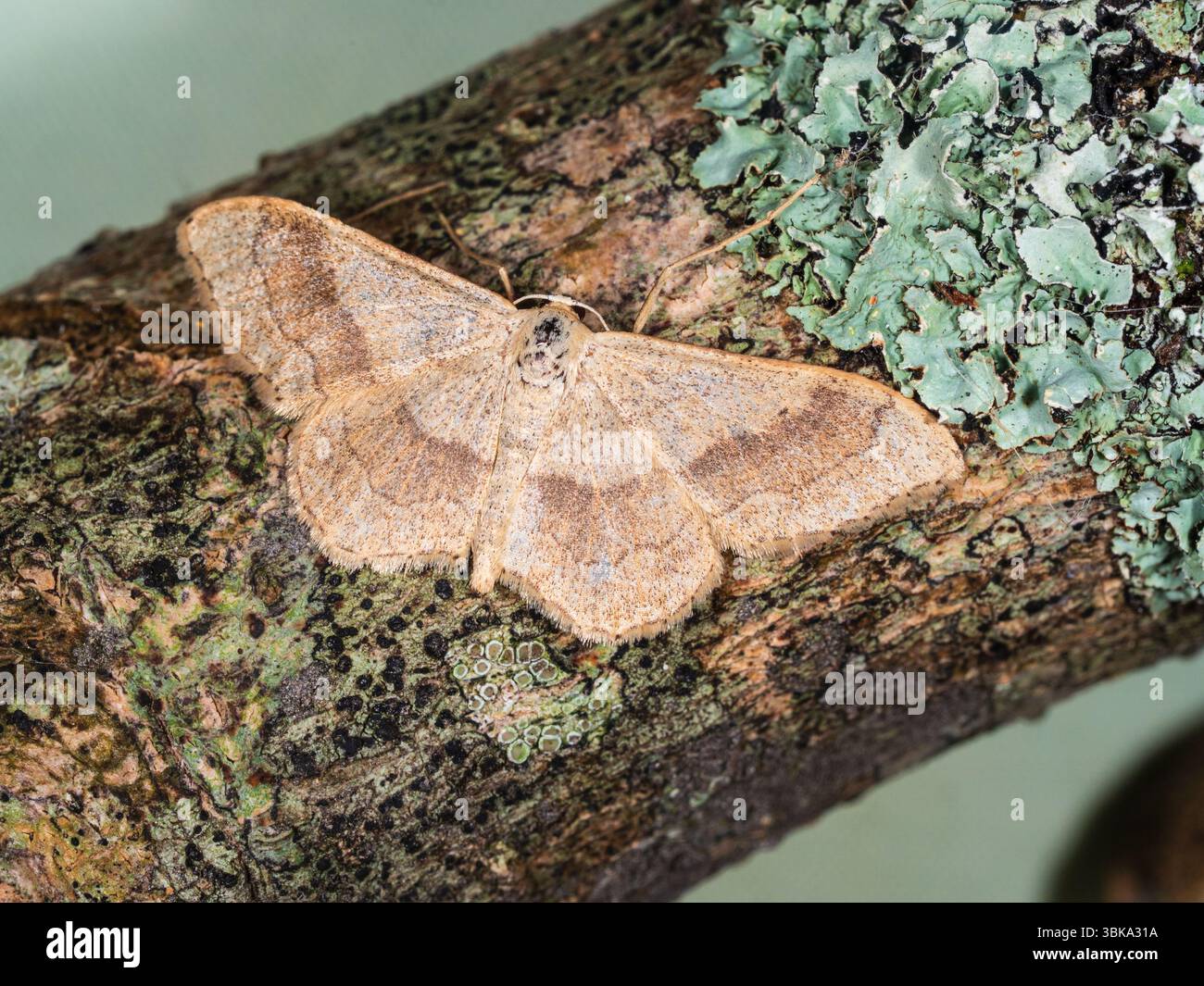 Adulte Riband Wave Moth, Idaea aversata, un visiteur de jardin volant d'été au Royaume-Uni Banque D'Images Adulte Riband Wave Moth, Idaea aversata, un visiteur de jardin volant d'été au Royaume-Uni Banque D'Images