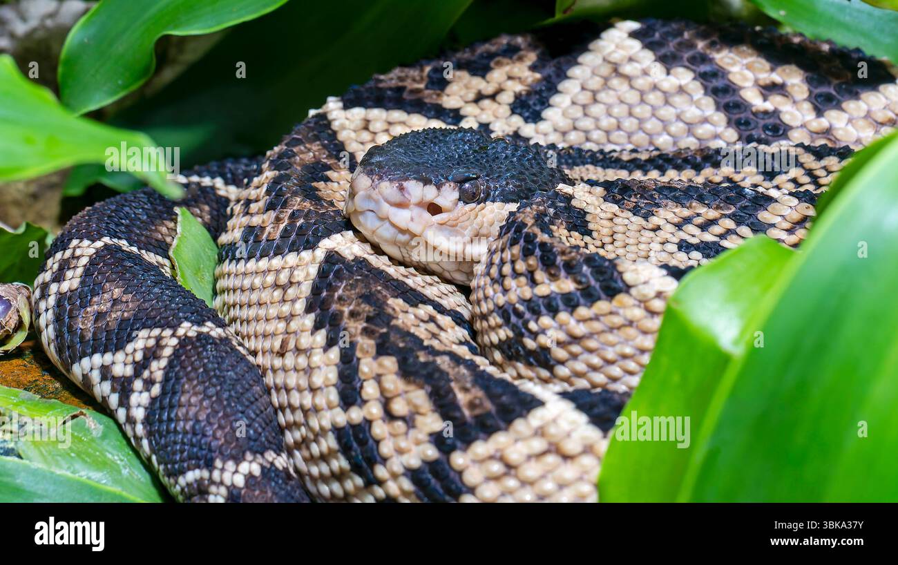 Vue rapprochée d'un Bushmaster à tête noire (Lachesis melanocephala) Banque D'Images