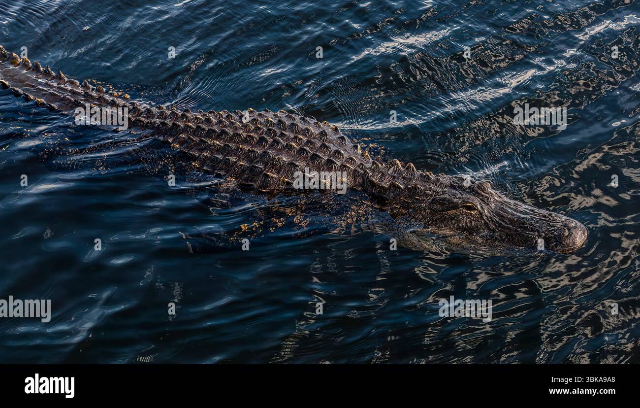 L'alligator américain (Alligator mississippiensis), Everglades de Floride Banque D'Images