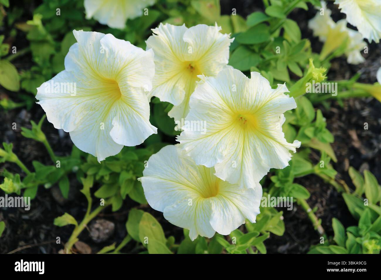 Tas de magnifiques Petunias blancs Easy Wave qui fleurissent sur le terrain Banque D'Images