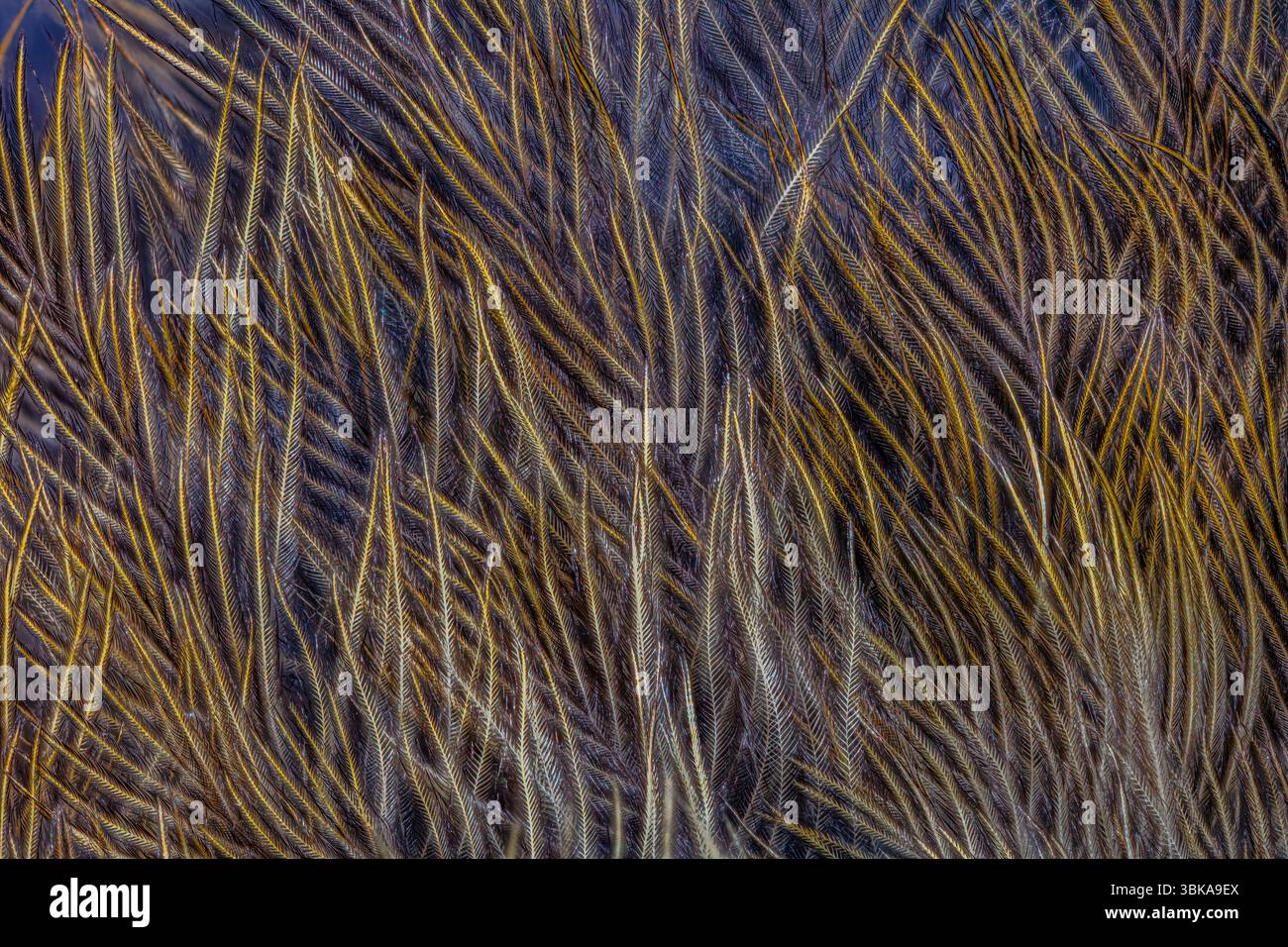 Un gros plan extrême (ECU) d'une plume d'oiseau révèle les détails complexes de la structure de la plume, y compris les barbes, les barbules et les petits crochets Banque D'Images