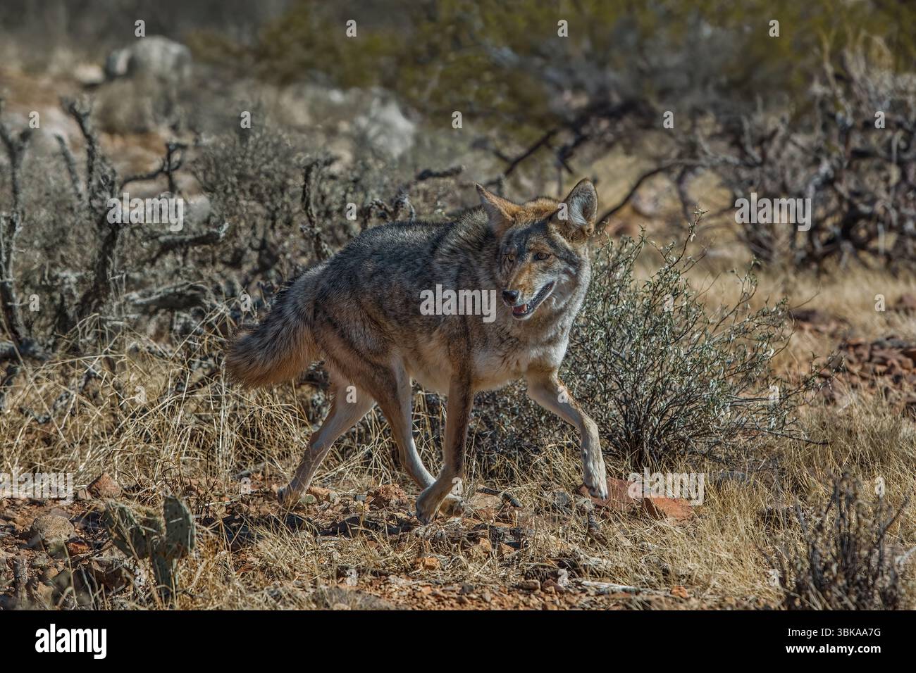 Le Coyote en mouvement - désert de Sonora - Arizona Banque D'Images