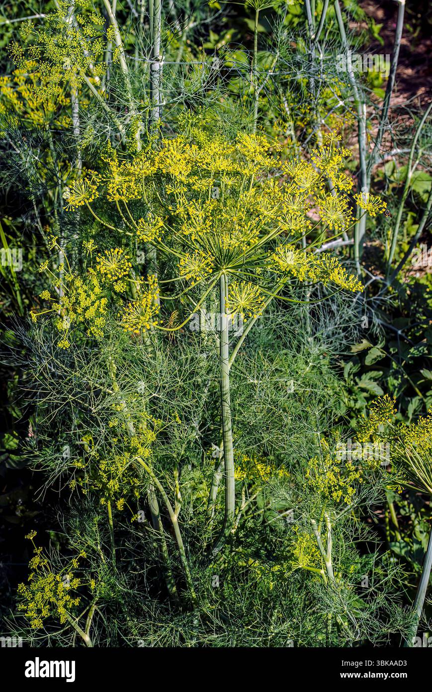 Culture de l'aneth dans le jardin (Peucedanum graveolens, Anethum graveolens) Banque D'Images