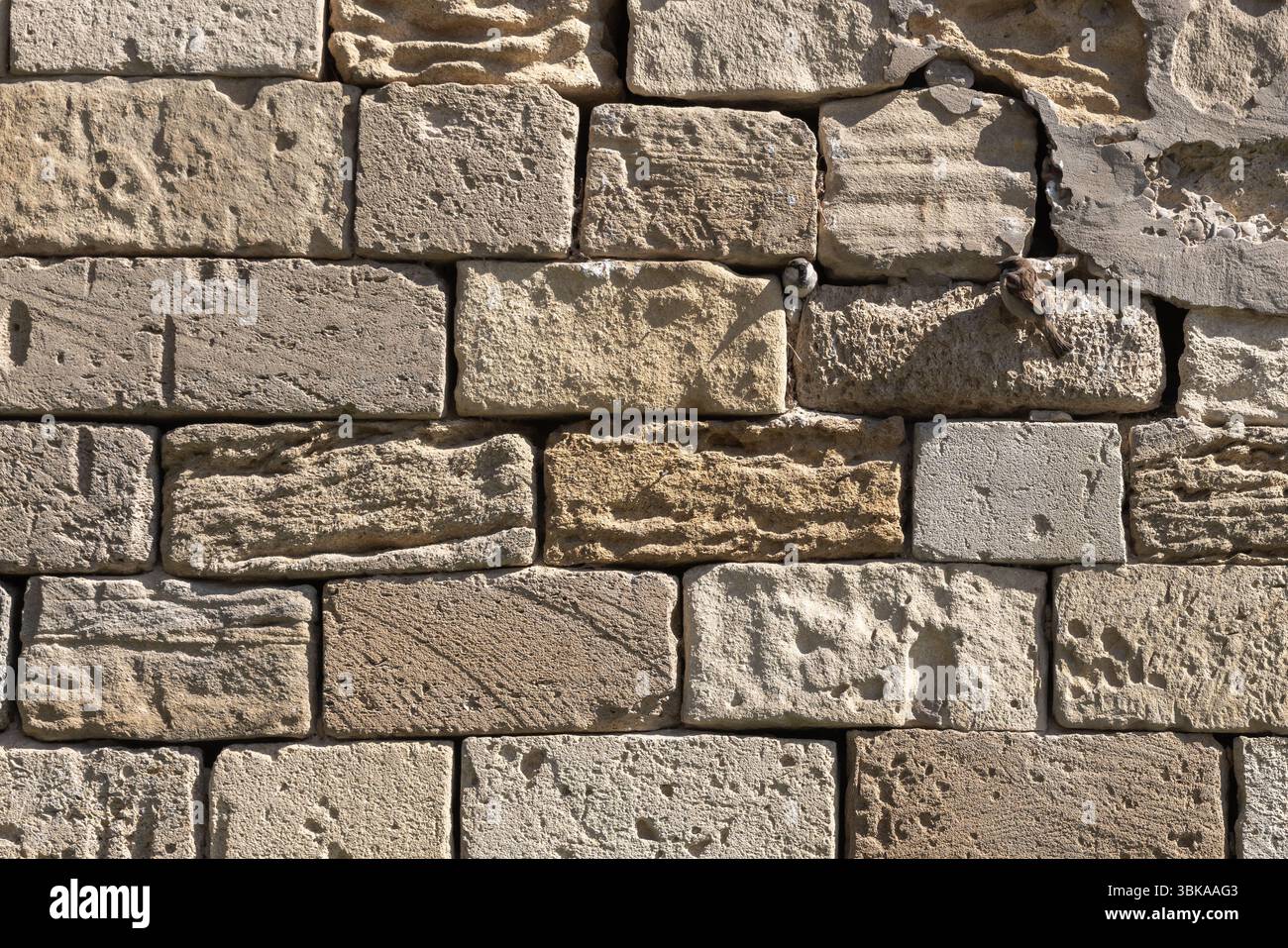 Mur de briques rustique aux textures altérées, avec deux petits oiseaux perchés et profitant de la lumière du soleil. L'aspect vieilli en pierre et les détails naturels ajoutent Banque D'Images