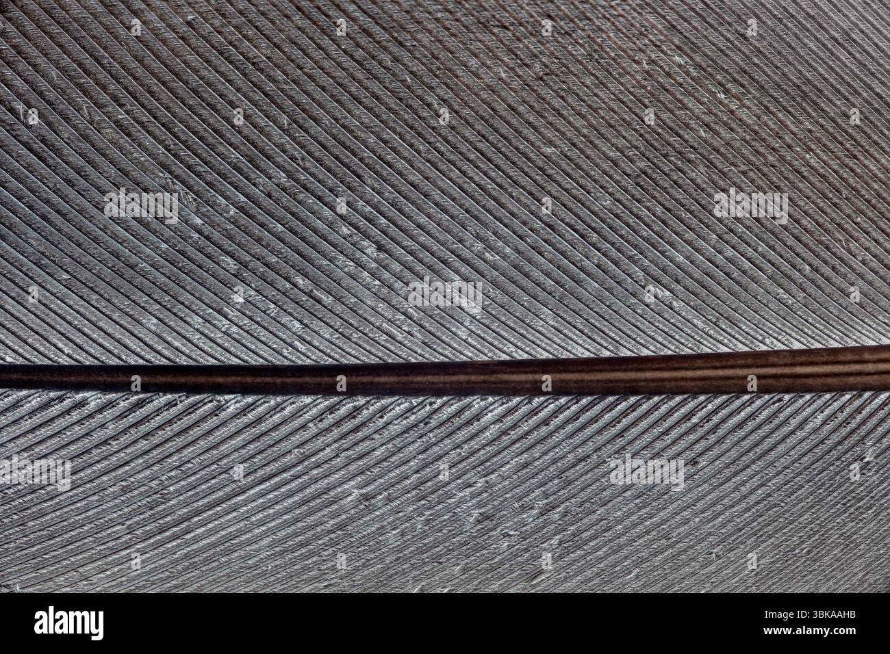 Gros plan extrême d'une plume d'oiseau — structure complexe de barbes et de barbules Banque D'Images