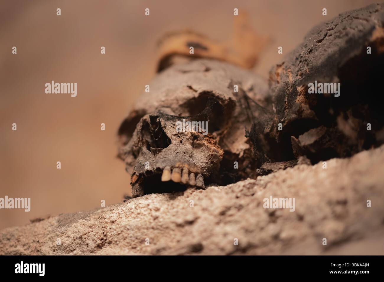 Crâne ancien découvert dans les profondeurs de catacombes en gros plan Banque D'Images