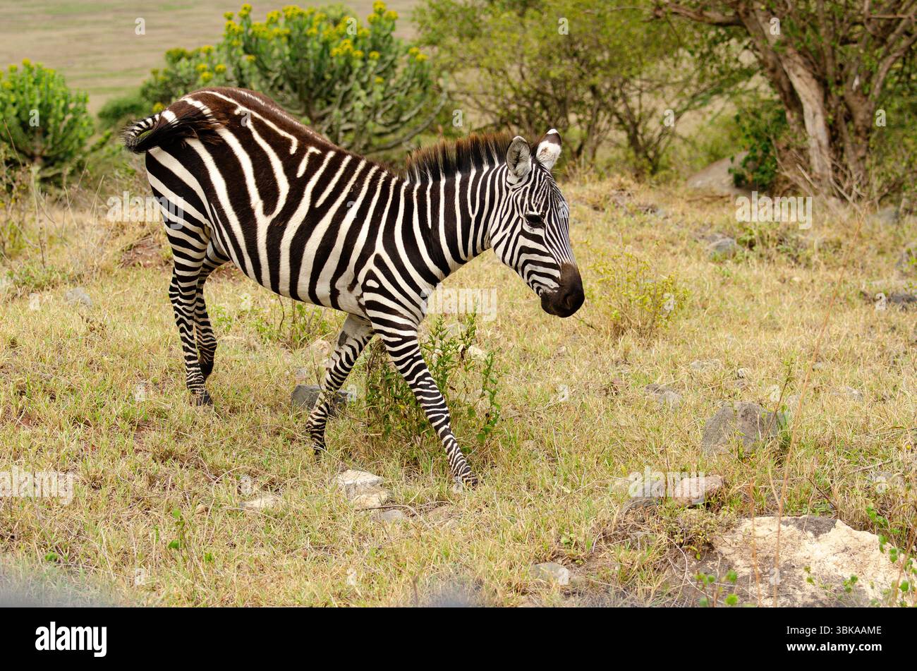 Zèbre de Grevy au Botswana, Afrique Banque D'Images