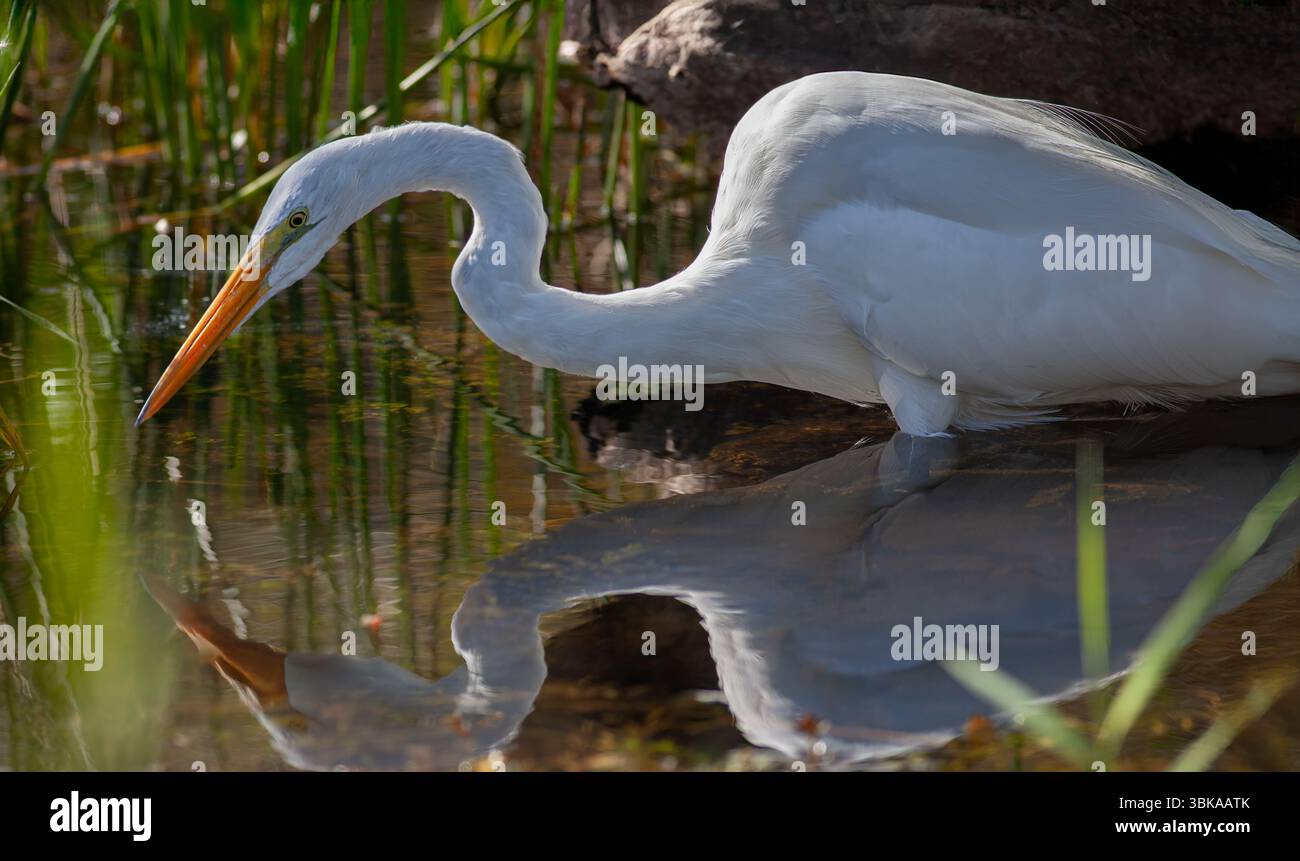 Grande aigrette dans les marais des Everglades de Floride Banque D'Images