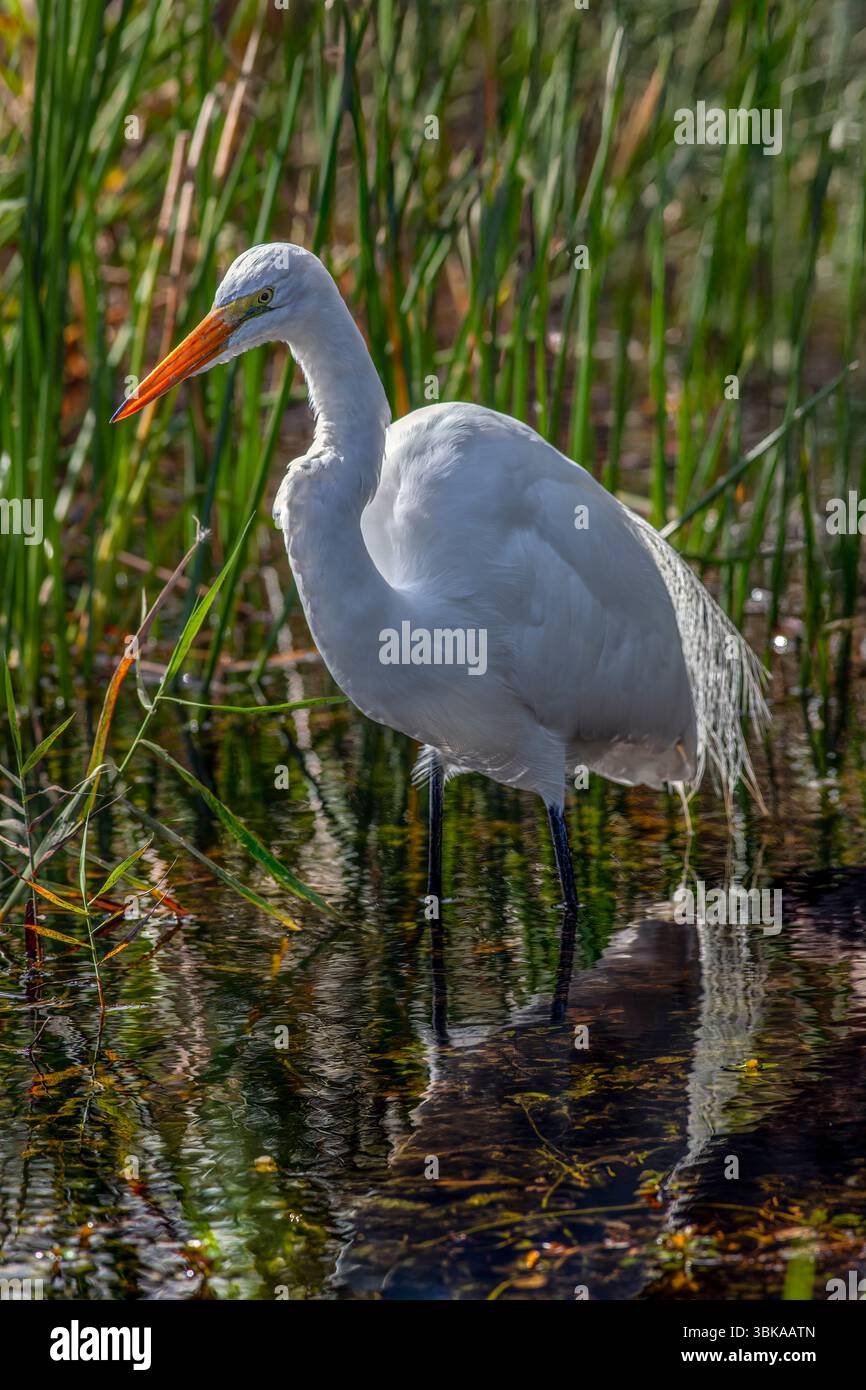 Grande aigrette dans les marais des Everglades de Floride Banque D'Images