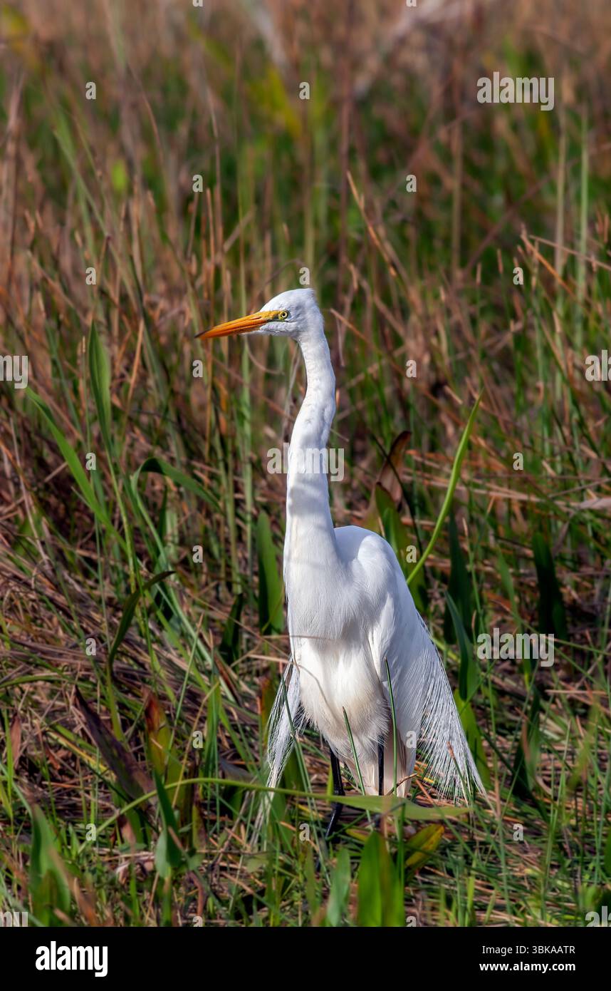 Grande aigrette dans les marais des Everglades de Floride Banque D'Images