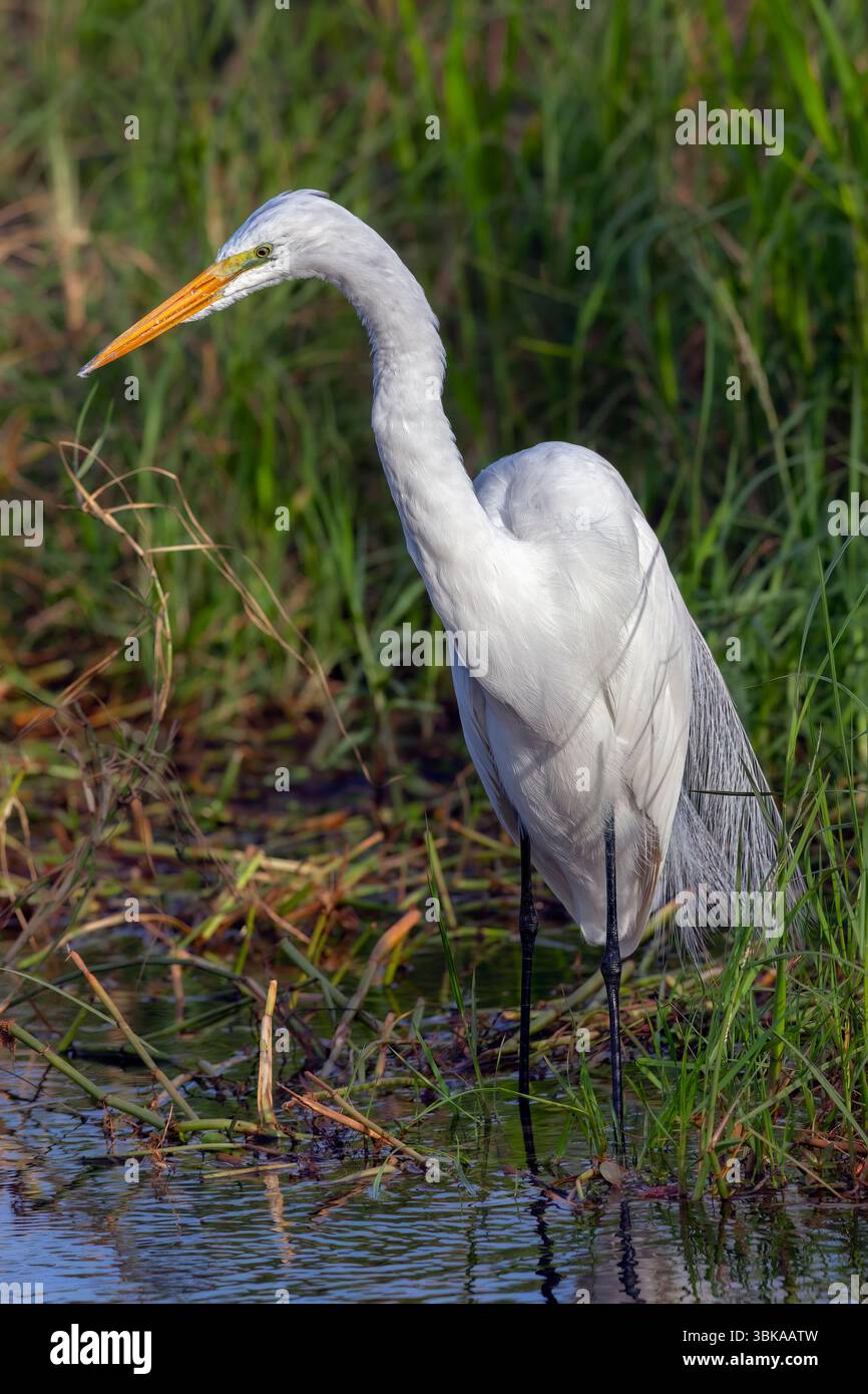 Grande aigrette dans les marais des Everglades de Floride Banque D'Images