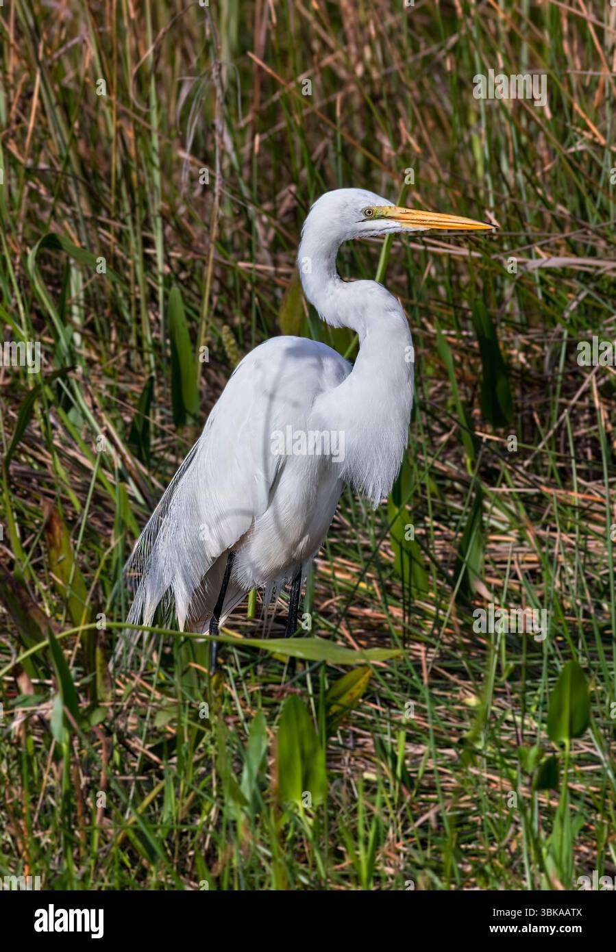 Grande aigrette dans les marais des Everglades de Floride Banque D'Images