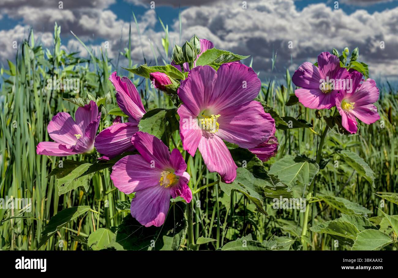 Marais rose mauve ou coton sauvage (Hibiscus moscheutos) poussant à Marsh, Nantucket Island, ma Banque D'Images