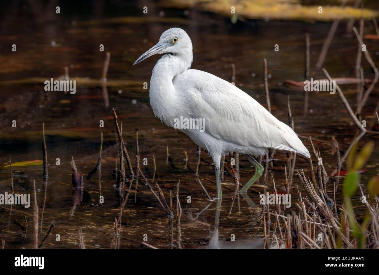 Petit héron bleu juvénile (Egretta caerulea) Banque D'Images