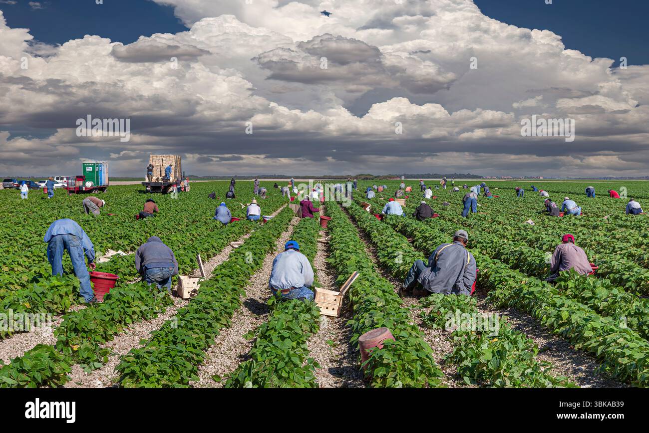 Ramasser les haricots, les travailleurs migrants, la Floride du Sud l'Agriculture Banque D'Images