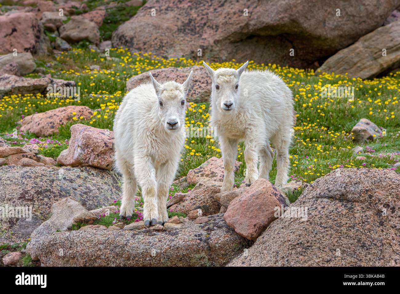 Bébé chèvres de montagne (Oreamnos americanus) - Mt. Evans - Colorado la chèvre de montagne bébé (Oreamnos americanus), également connue sous le nom d'enfant, est originaire de la Banque D'Images