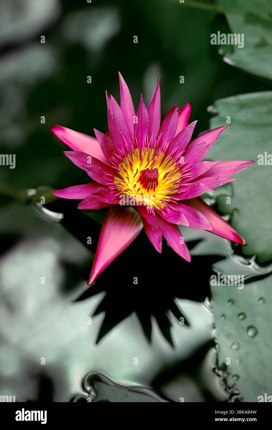 Ce nénuphar vibrant est un hybride tropical de Nymphée, très probablement du groupe à floraison de jour. Banque D'Images