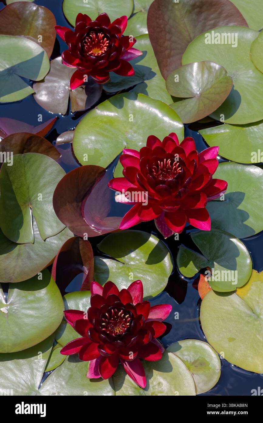Nymphaea « Princesse Noire » — Nymphaea rouge foncé et rustique nénuphar Banque D'Images