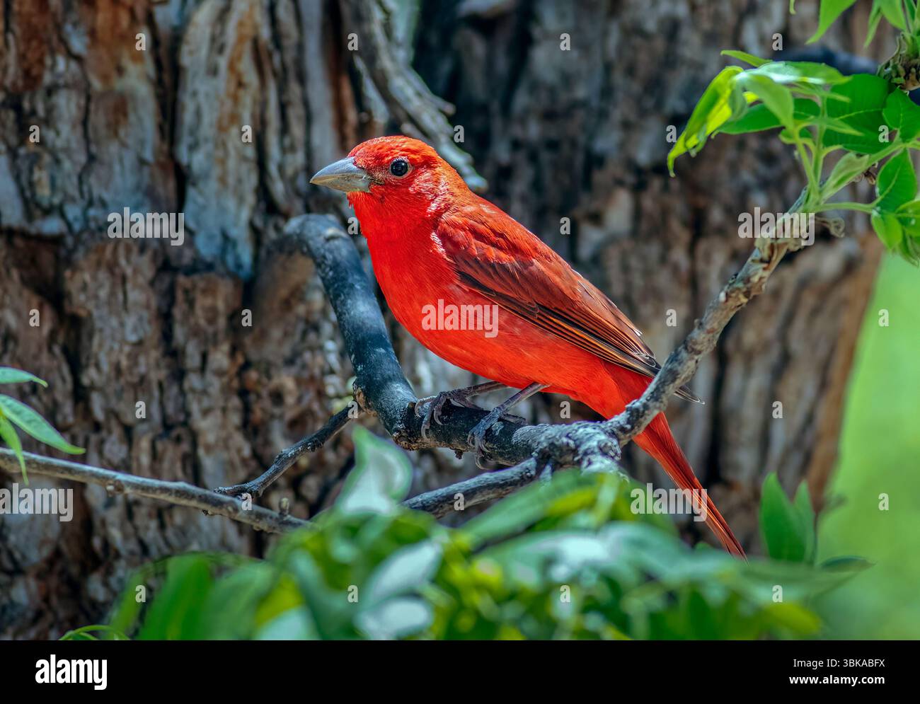 Tanager d'été, Piranga rubra - le tanager d'été (Piranga rubra) Banque D'Images