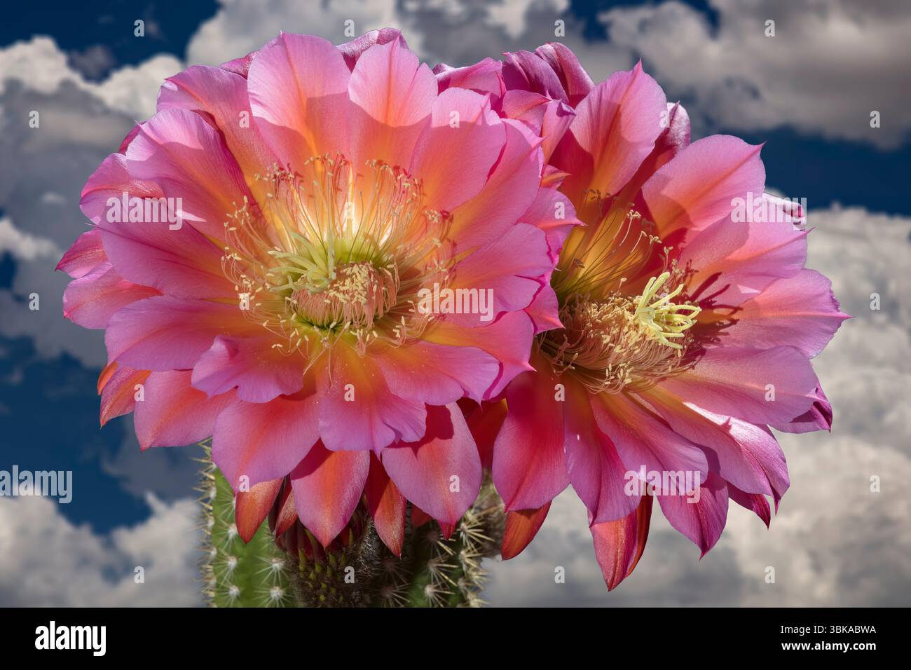 'Soucoupe volante' cactus d'Echinopsis en fleurs, tribu des Trichocereeae, Amérique du Sud Banque D'Images
