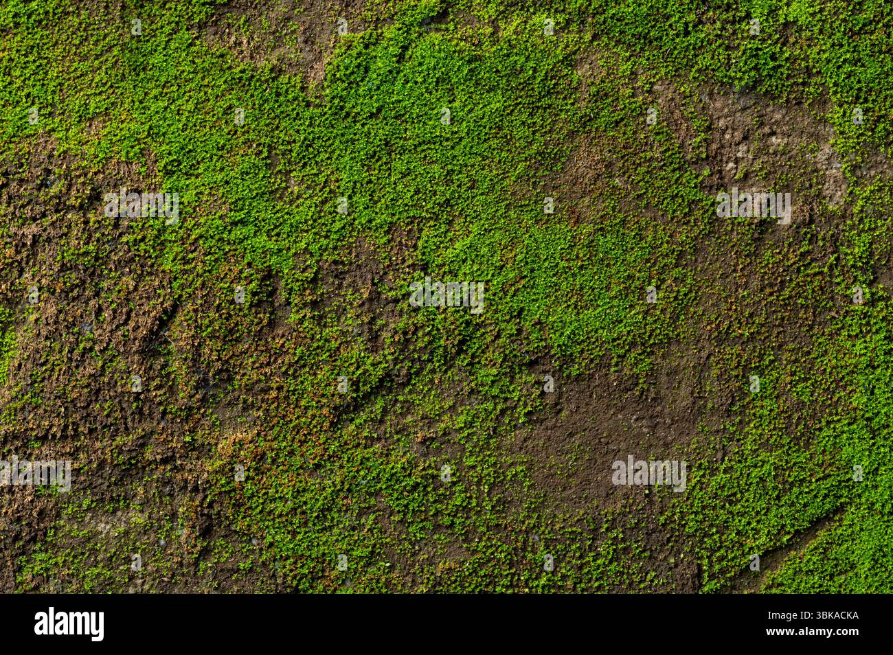 Fond vert moule naturel vue rapprochée Banque D'Images