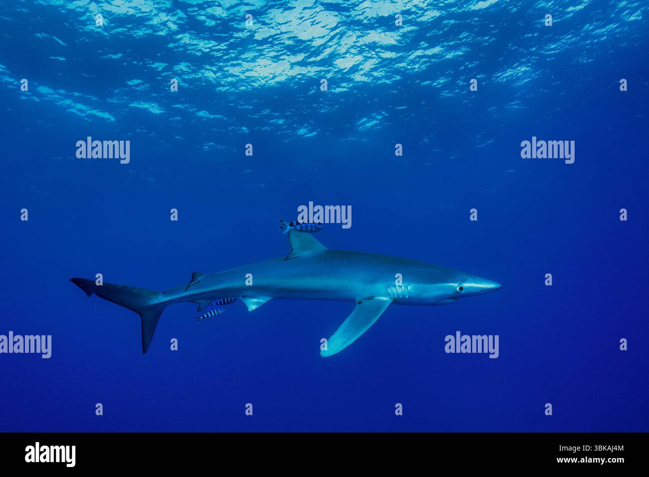 Requin bleu nageant dans l'eau bleu profond avec deux poissons pilotes près de la surface Banque D'Images
