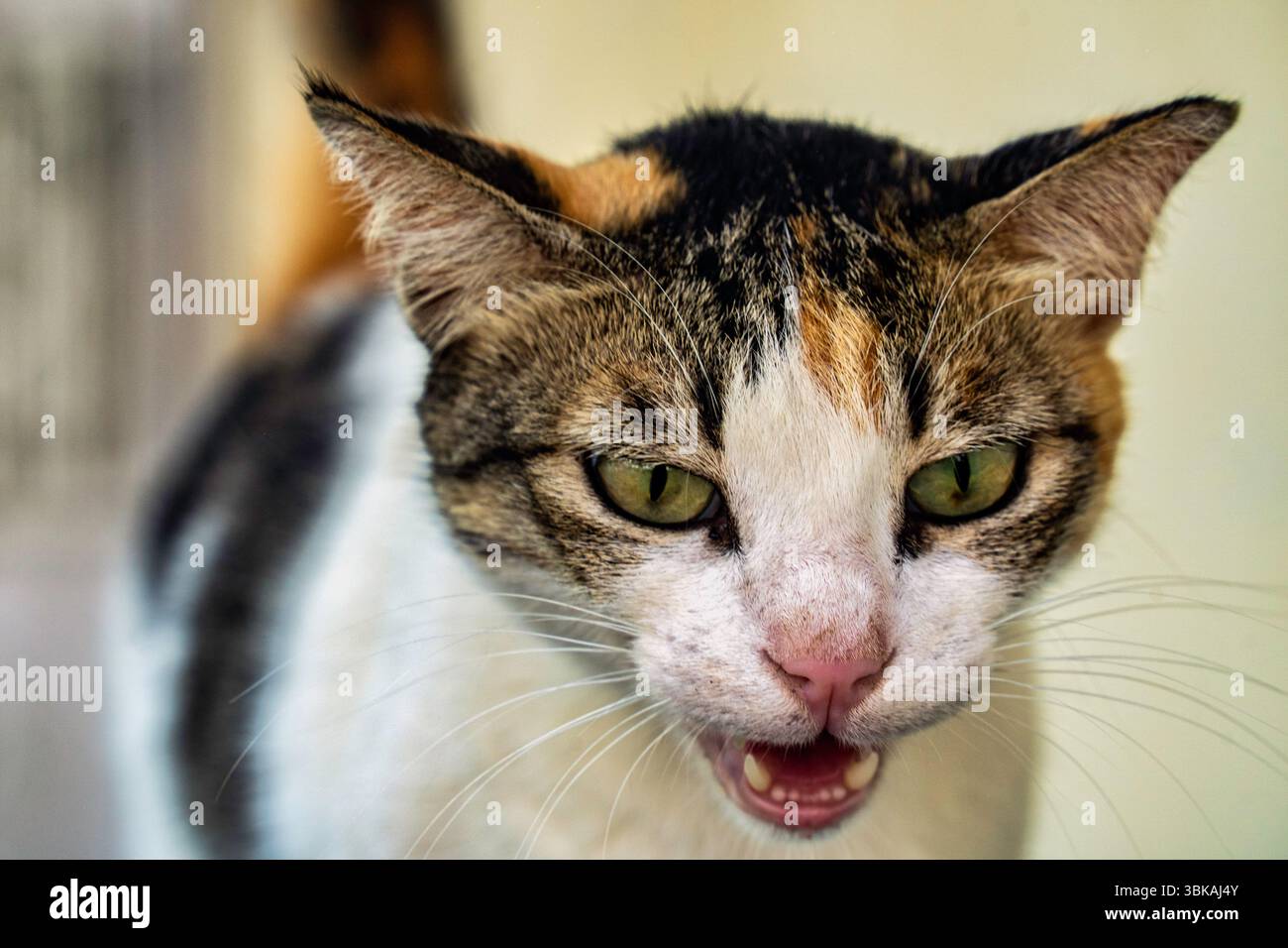 Gros plan d'un chat calico avec la bouche ouverte, montrant une expression intense Banque D'Images