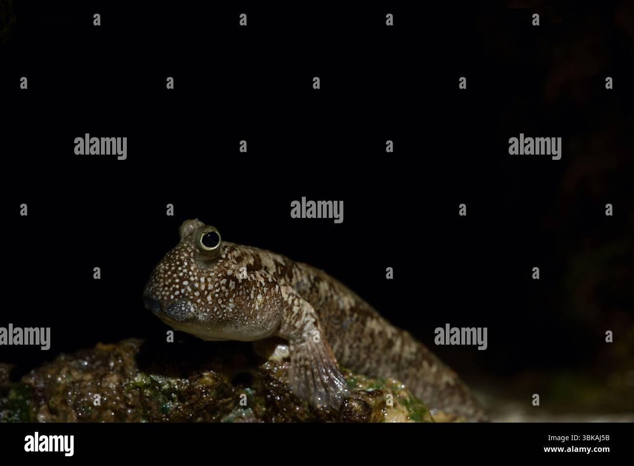Mudskipper reposant sur un rocher dans une scène sous-marine sombre, mettant en valeur la beauté de la vie aquatique Banque D'Images