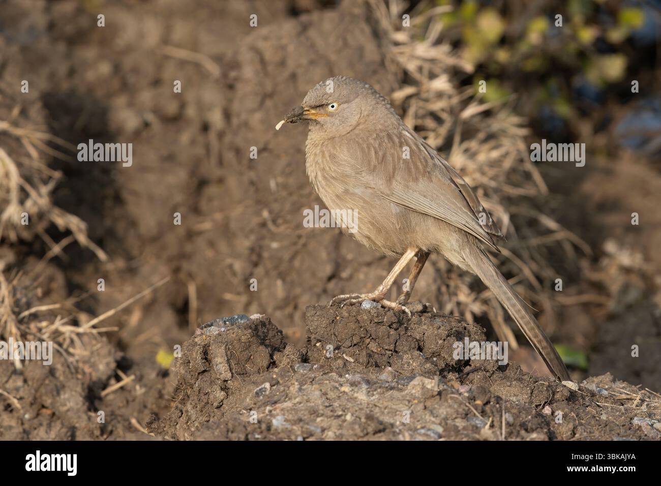 Jungle Babbler, Bharatpur, Rajasthan Inde, janvier 2025 Banque D'Images