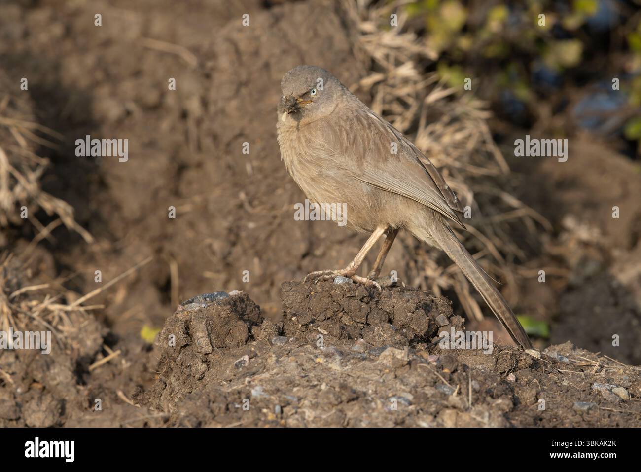 Jungle Babbler, Bharatpur, Rajasthan Inde, janvier 2025 Banque D'Images
