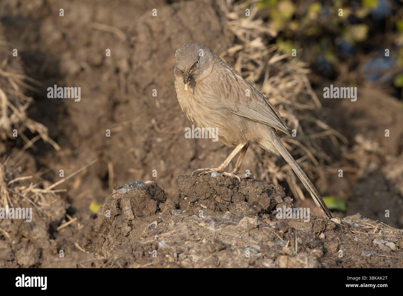 Jungle Babbler, Bharatpur, Rajasthan Inde, janvier 2025 Banque D'Images