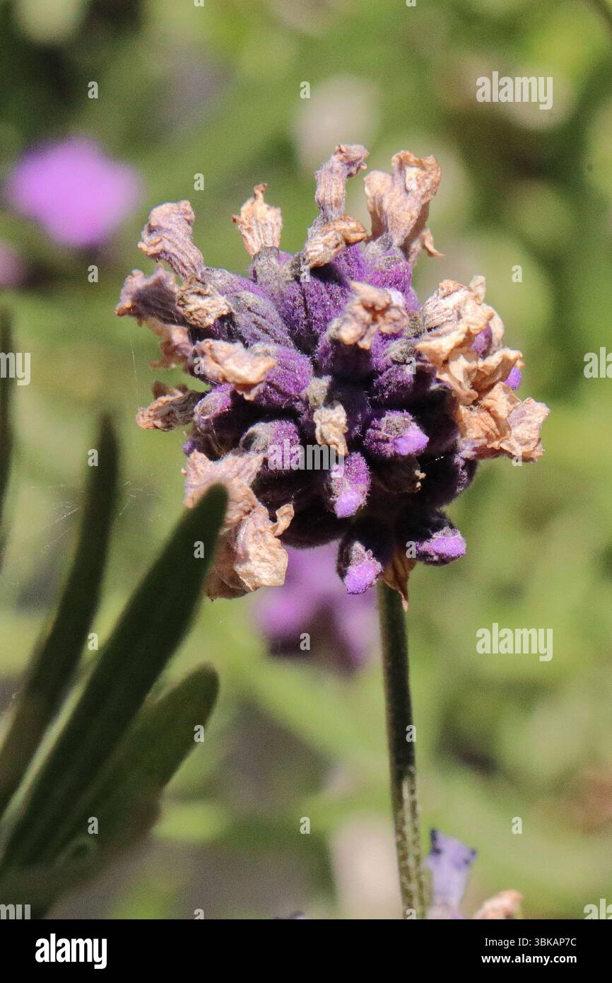 Lavande anglaise, Lavendula angustifolia Banque D'Images