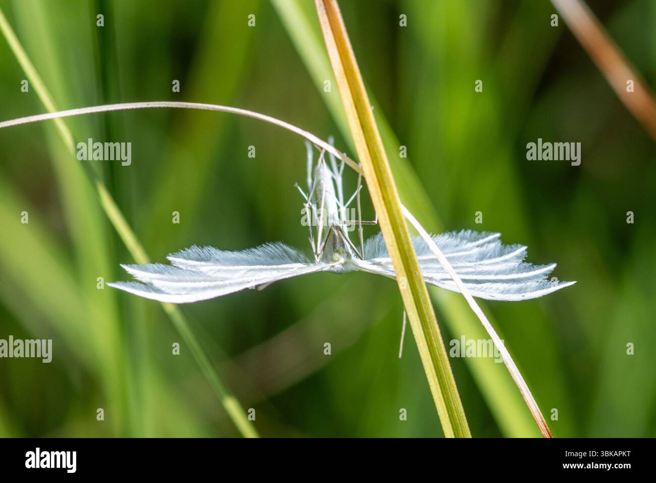 Le panache blanc (Pterophorus pentadactyla) dans les prairies, Angleterre, Royaume-Uni Banque D'Images